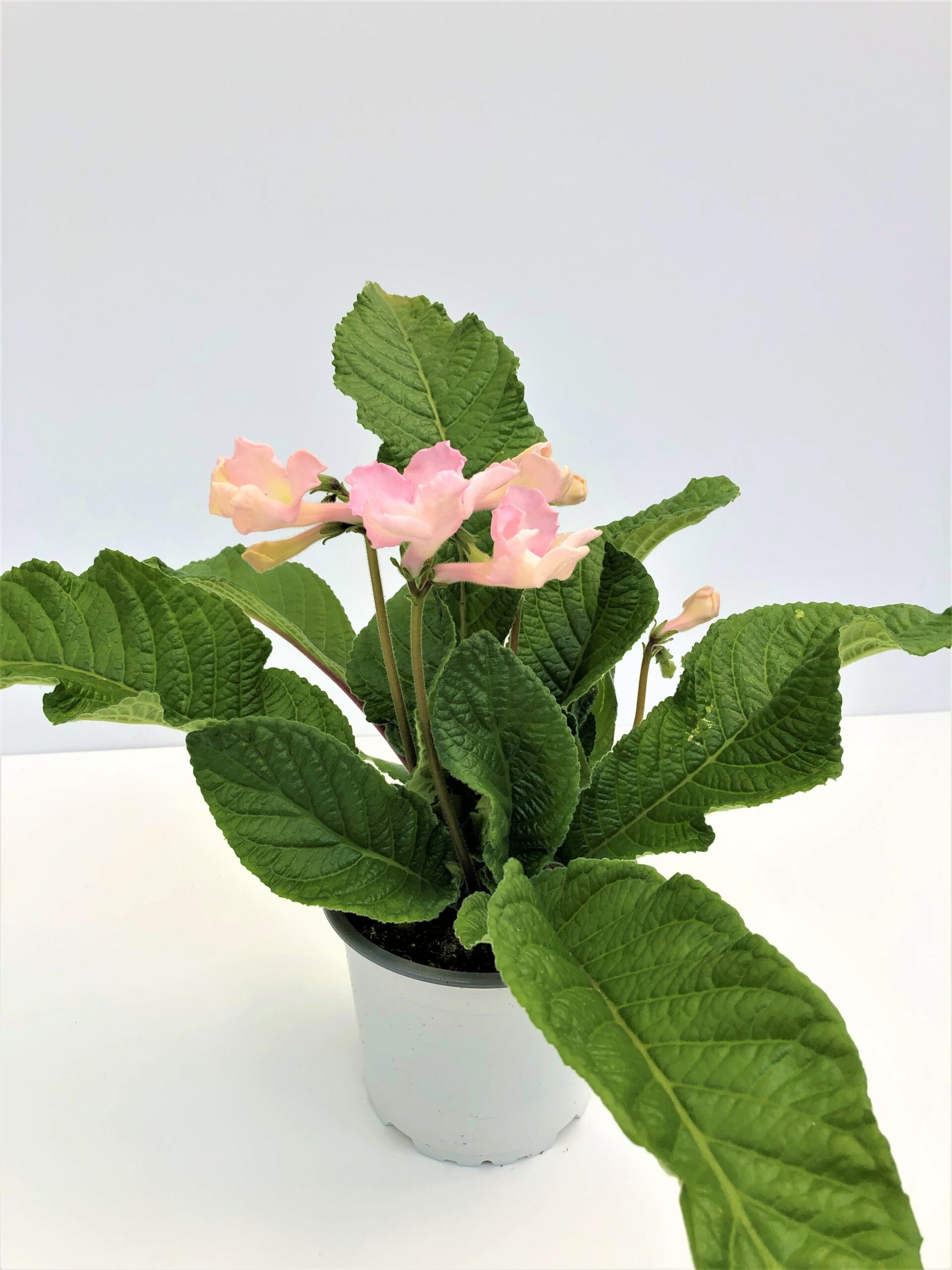 Streptocarpus Flavia  Pflanzenpost.com