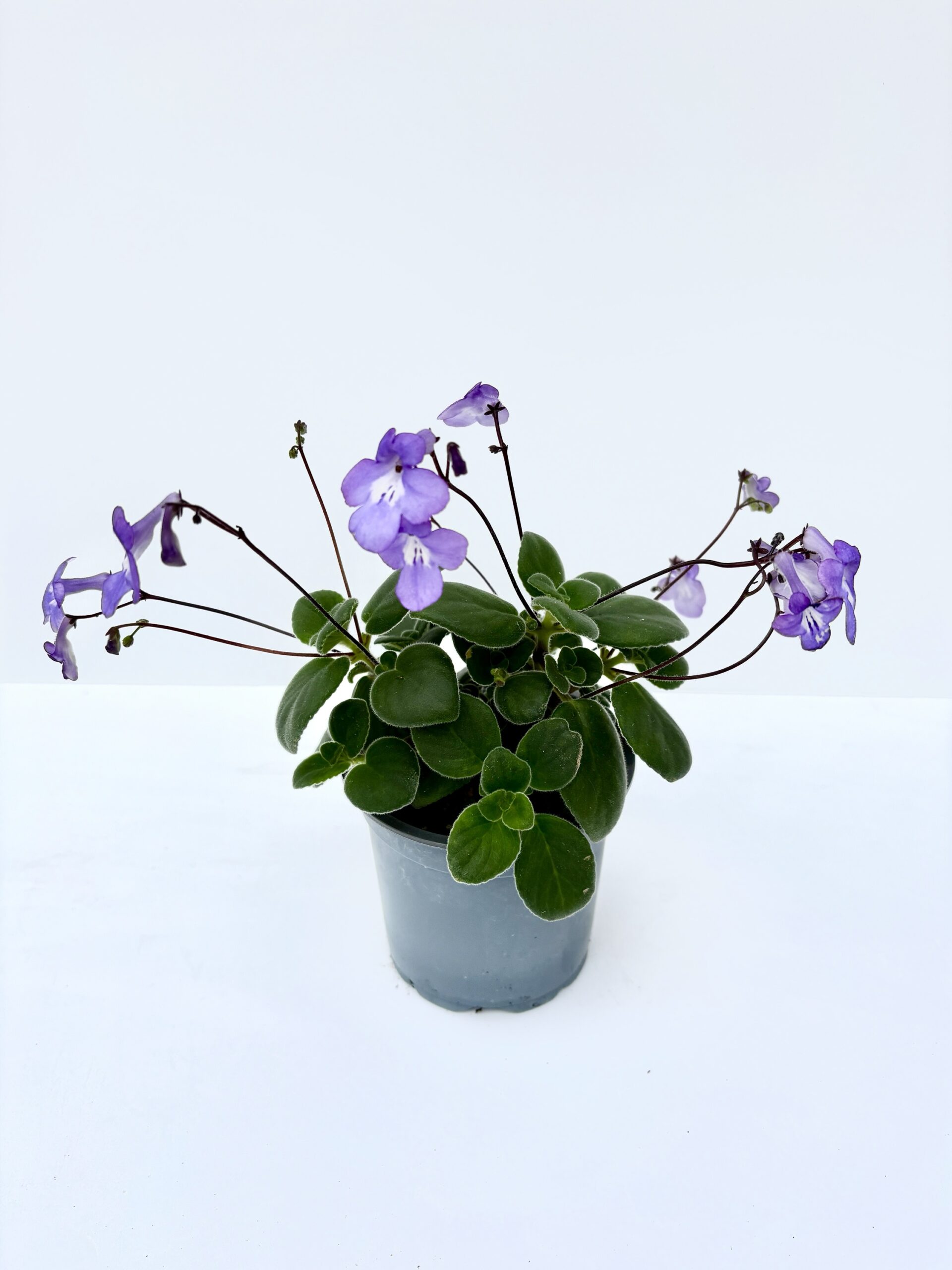 weigelie bristol ruby düngen Weigelie Bristol Ruby (Weigelia 'Bristol Ruby') | 40-50 cm Wurzelware